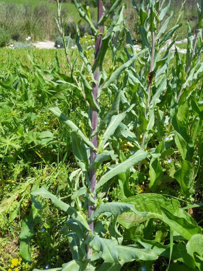 Isatis tinctoria